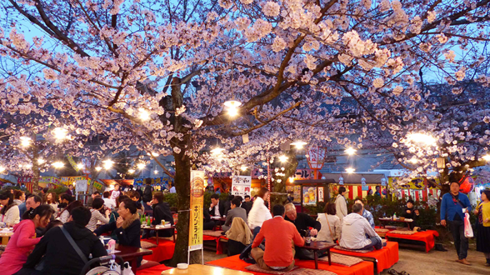 Japanese Cherry Blossom Festival