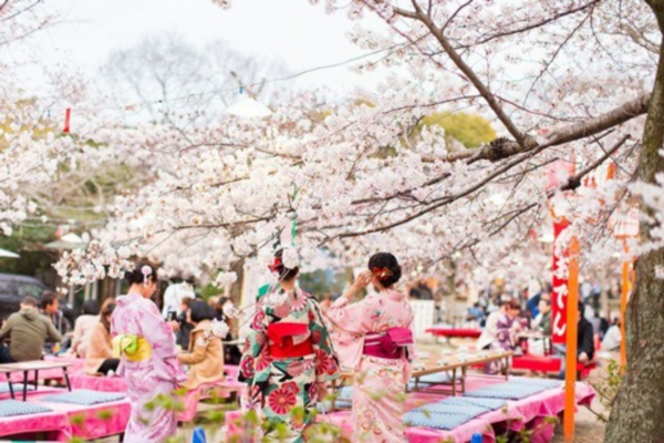 Japanese Cherry Blossom Festival