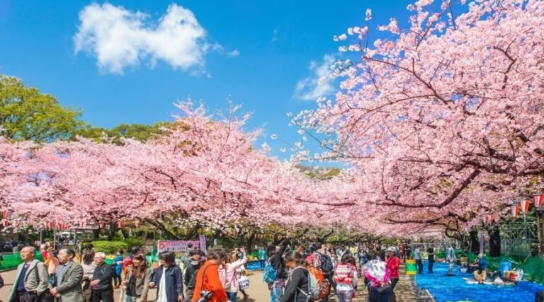 Japanese Cherry Blossom Festival
