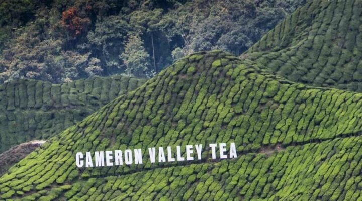 Cameron-Highlands