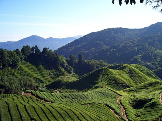 Cameron-Highlands
