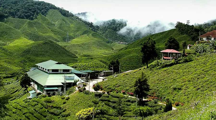 Cameron-Highlands-Malaysia